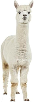 Alpaca Cardboard Cutout 3FT Life Size, 1 PC by Unknown