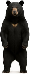 Black Bear 5FT Life Size Cardboard Cutout, Party Decor, 1 PC by DP+BOUTIQUE