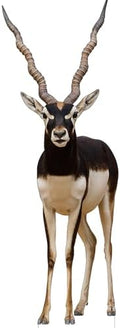 Antelope 1FT Life Size Cardboard Cutout, 1 PC by DP+BOUTIQUE