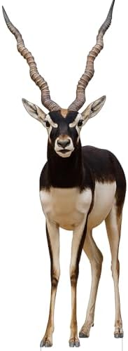 Antelope 1FT Life Size Cardboard Cutout, 1 PC by DP+BOUTIQUE