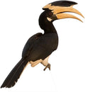 Hornbill 2FT Life Size Cardboard Cutout, 1 PC by DP+BOUTIQUE