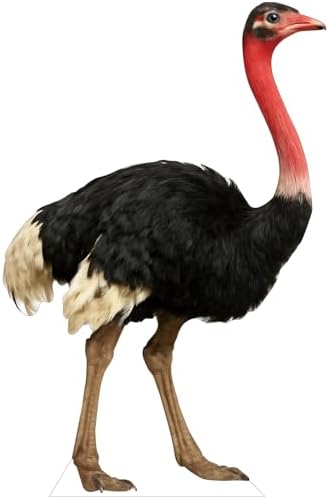 Ostrich Life Size Cardboard Cutout, 2FT, 1 PC, Party Decor by Unknown