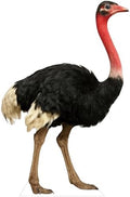 Ostrich 1FT Life Size Cardboard Cutout Fun Animal Standup 1PC by Unknown