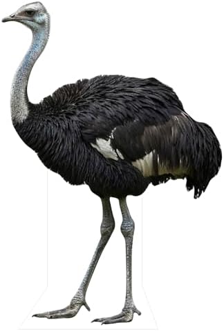 Ostrich 2FT Life Size Cardboard Cutout, 1 PC by DP+BOUTIQUE