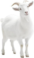 Goat 2FT Life Size Cardboard Cutout, Farm Animal Cutouts by Unknown
