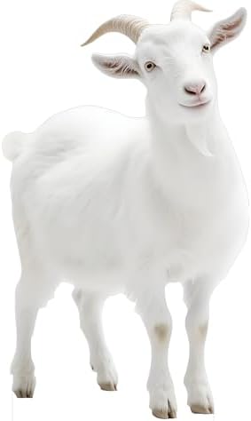 Goat 2FT Life Size Cardboard Cutout, Farm Animal Cutouts by Unknown