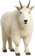 Mountain Goat 6FT Life Size Cardboard Cutout Animal Standup, 1 PC by Unknown