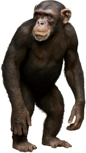 Orangutan 4FT Life Size Cardboard Cutout, 1 PC by DP+BOUTIQUE
