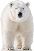 Polar Bear 2FT Life Size Cardboard Cutout, 1 PC by DP+BOUTIQUE
