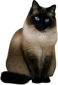 Siamese 1FT Life Size Cardboard Cutout, 1 PC by DP+BOUTIQUE