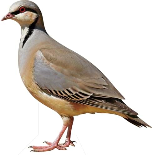 Partridge 5FT Life Size Cardboard Cutout, 1 PC by DP+BOUTIQUE