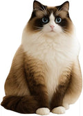 Pointed Ragdoll Cat 3FT Life Size Cardboard Cutout, 1 PC by DP+BOUTIQUE