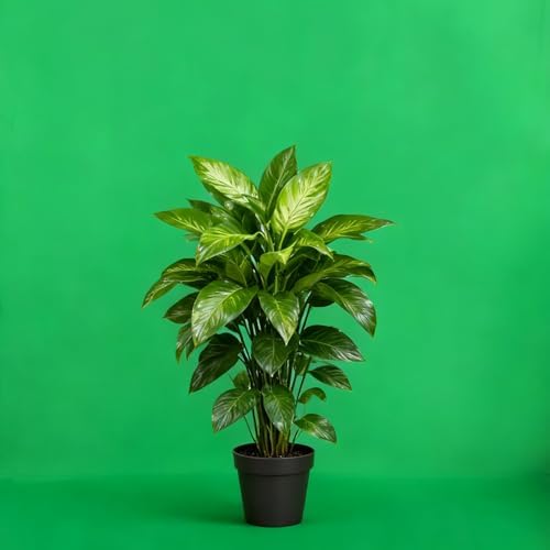 Green Screen Backdrop 10x20ft Photo Backdrop Chromakey Muslin Portrait Green Backdrop for PS Keying/Video Creation/Studio Portrait Shoots - Image 3