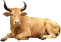 Nativity Brown Cow 4FT Life Size Cardboard Cutout, 1 PC by DP+BOUTIQUE