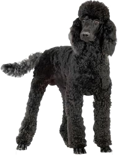 Poodle 3FT Life Size Cardboard Cutout, 1 PC by DP+BOUTIQUE
