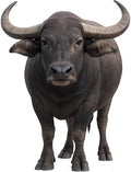 Buffalo 4FT Life Size Cardboard Cutout, 1 PC, Party Decor by Unknown