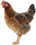 Hen 5FT Life Size Cardboard Cutout, Farm Animal Cutouts by Unknown