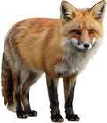 Fox 5FT Life Size Cardboard Cutout, Animal Standup, 1 PC by Unknown