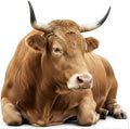 Nativity Brown Cow Cardboard Cutout, 1FT Life Size, 1 PC, Xmas by 111PRINT