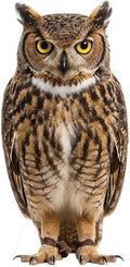 Owl Life Size Cardboard Cutout 2FT, Standup, 1 PC, for Parties by Unknown