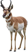Pronghorn 6FT Life Size Cardboard Cutout Animal Standup, 1 PC by Unknown
