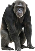 Silverback Gorilla Life Size Cardboard Cutout, 6FT 1 PC Standup by Unknown