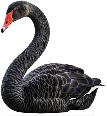 Black Swan 5FT Life Size Cardboard Cutout, 1 PC by Unknown