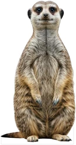 Meerkat1 1FT Life Size Animal Cardboard Cutout Standup, 1 PC by Unknown
