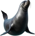 Alaskan Seal Life Size Cardboard Cutout, 4FT Standup, 1 PC by 111PRINT