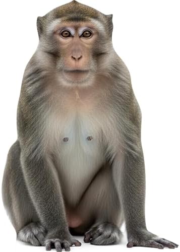 Monkey 2FT Life Size Cardboard Cutout, Fun Animal Standup, 1 PC by Unknown