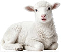 Nativity Lamb 1FT Life Size Cardboard Cutout, 1 PC by DP+BOUTIQUE