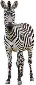 Zebra 1FT Life Size Cardboard Cutout, Animal Standup, 1 PC by Unknown