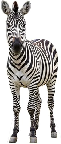 Zebra 5FT Life Size Cardboard Cutout, Animal Standup, 1 PC by Unknown