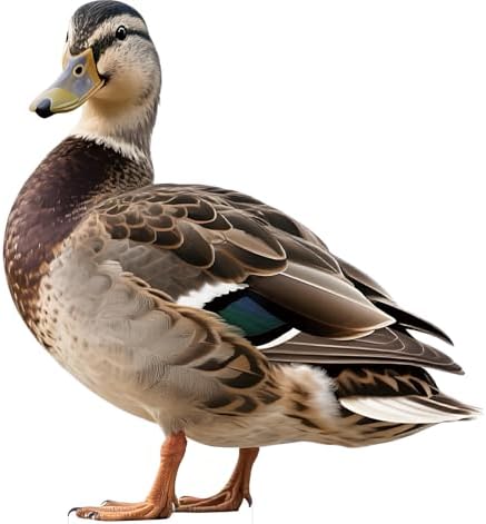 Duck Life Size Cardboard Cutout 4FT Farm Animal, Safari Decor by Unknown