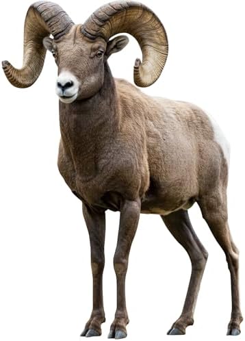Bighorn Sheep Life Size 6FT Cardboard Cutout Standup, 1 PC by Unknown