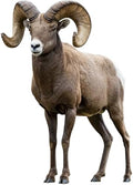 Bighorn Sheep 4FT Life Size Cardboard Cutout Standup, 1 PC by Unknown