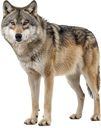 Wolf 5FT Life Size Cardboard Cutout, Animal Standup, 1 PC by Unknown
