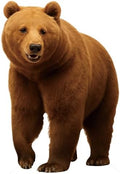Brown Bear Cardboard Cutout Fun Animal Standup, 1FT Life Size by Unknown