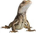 Lizard 3FT Life Size Cardboard Cutout, 1 PC by DP+BOUTIQUE