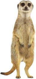 Meerkat2 1FT Life Size Cardboard Cutout, Animal Standup by Unknown