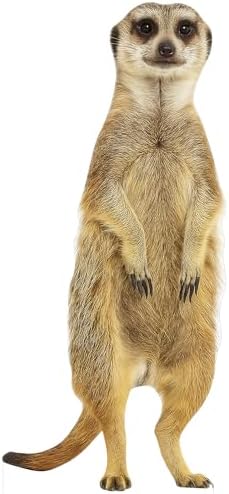 Meerkat2 3FT Life Size Cardboard Cutout, for Party Decor, 1 PC by Unknown