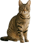 Chinese Li Hua Cat 3FT Life Size Cardboard Cutout, 1 PC by DP+BOUTIQUE