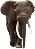 Elephant 4FT Life Size Cardboard Cutout, 1 PC by DP+BOUTIQUE
