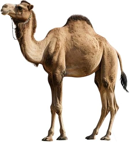 Nativity Camel 3FT Life Size Cardboard Cutout, 1 PC by DP+BOUTIQUE