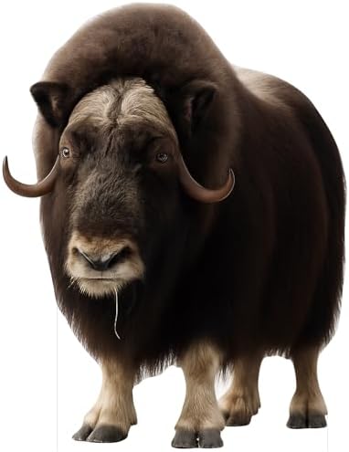 Musk-Ox Life Size Cardboard Cutout, 4FT, Fun Animal Standup, 1 PC by Unknown