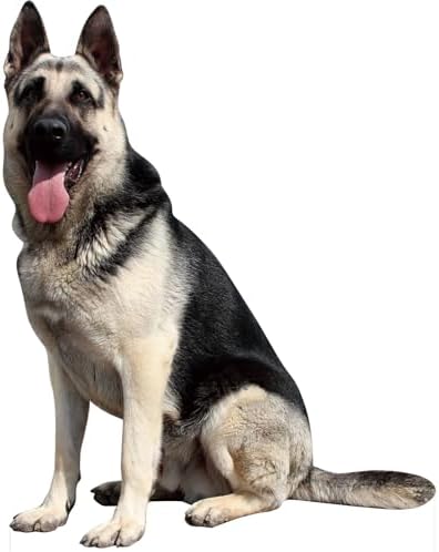 German Shepherds 5FT Life Size Cardboard Cutout, 1 PC by DP+BOUTIQUE