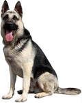 German Shepherds 5FT Life Size Cardboard Cutout, 1 PC by DP+BOUTIQUE