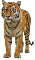 Tiger Life Size Animal Standup Cardboard Cutout, 5FT, 1 PC by Unknown