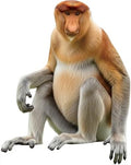 Proboscis Monkey 1FT Life Size Cardboard Cutout, Standup, 1 PC by Unknown
