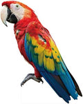 Parrot 5FT Life Size Cardboard Cutout, 1 PC by DP+BOUTIQUE